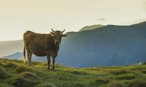 4 Tipps für den richtigen Umgang mit Rindern beim Wandern © iStock / KUxFOFO1 4 Tipps für den richtigen Umgang mit Rindern beim Wandern