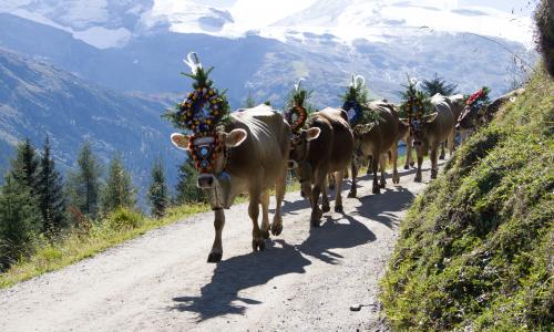 Almabtrieb Tux Finkenberg © Tourismusregion / TVB Tux Finkenberg Almabtrieb Tux Finkenberg