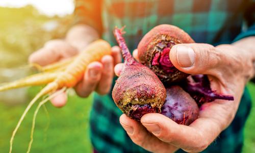 © iStock / V_Sot / Studien belegen, dass Ausdauersportler von der Kraft der Roten Rübe profitieren. Aber auch für andere Sportler sind sie spitze. Superfoods: das Gute so nah