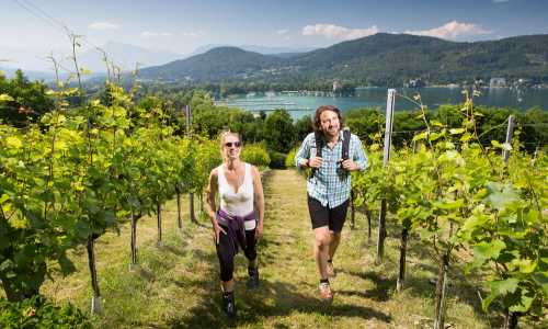 © Fotograf / Region Klagenfurt/Gernot Gleiss / Von der Wörthersee-Ostbucht aus geht es durch die Weingärten auf das Kreuzbergl. Wandern in Klagenfurt: Stadt, See, Bergl