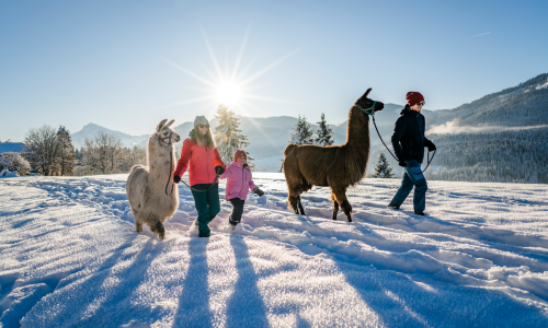© © TVB Wilder Kaiser / Sabine Holaubek / Lamatrekking MÄRZplus 2026 am Wilden Kaiser: Wenn Winter & Frühling aufeinandertreffen