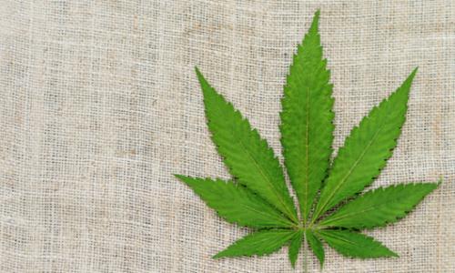 Gesunde Ernährung: 5 Fakten über Hanfsamen / Bild: iStock © Gesunde Ernährung: 5 Fakten über Hanfsamen / Bild: iStock Gesunde Ernährung: 5 Fakten über Hanfsamen / Bild: iStock