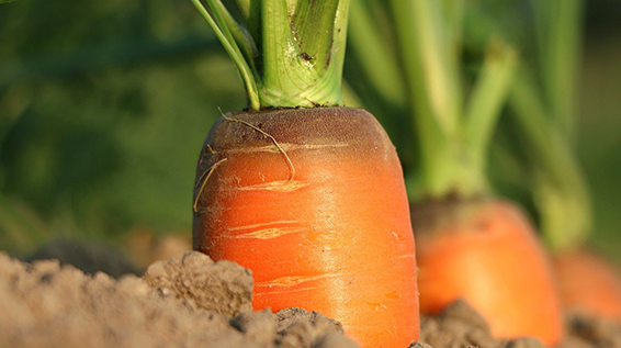 	Mehr Orange im Leben: 5 Gründe, warum Karotten gut für deine Gesundheit sind