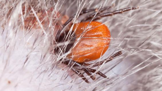 Vorsicht im Freien: Die 7 wichtigsten Infos gegen Zecken / Bild: iStock / Henrik L