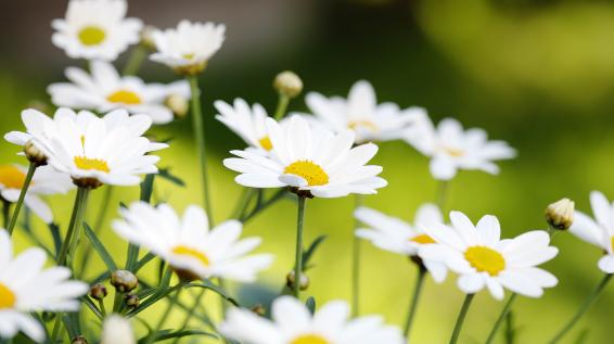 Hilfe aus der Natur: 4 Heilpflanzen gegen Blähbauch, Schwellungen & Co. / Bild: iStock / stocksnapper