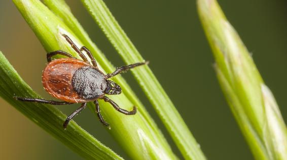 Gefahr in Wald und Wiese: Die 5 wichtigsten Fakten über Zecken / Bild: iStock / Risto0